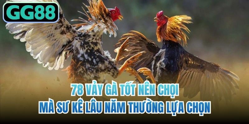 Huyền thoại 78 vảy gà tốt nên chọi