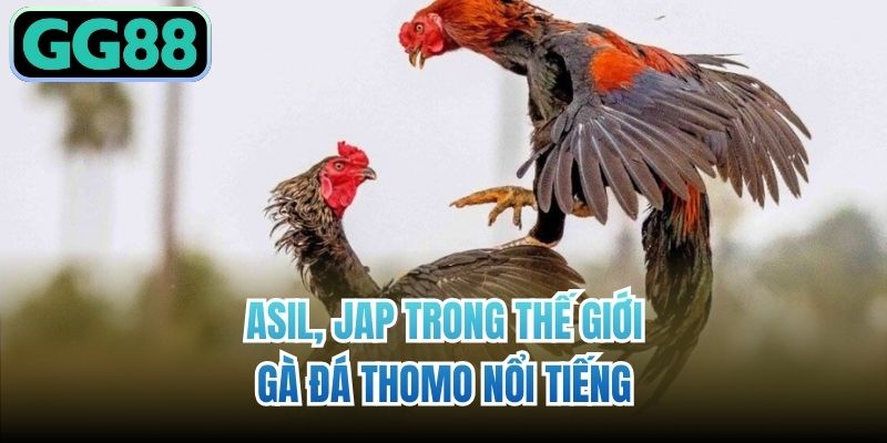 Asil, Jap trong thế giới gà đá Thomo nổi tiếng