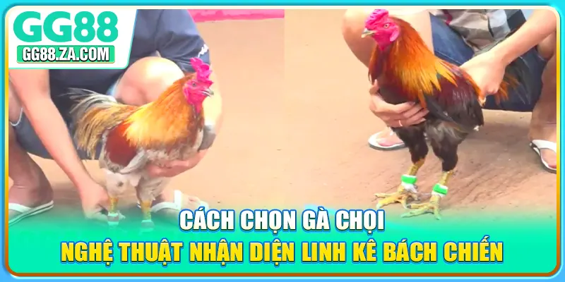 Cách Chọn Gà Chọi - Nghệ Thuật Nhận Diện Linh Kê Bách Chiến