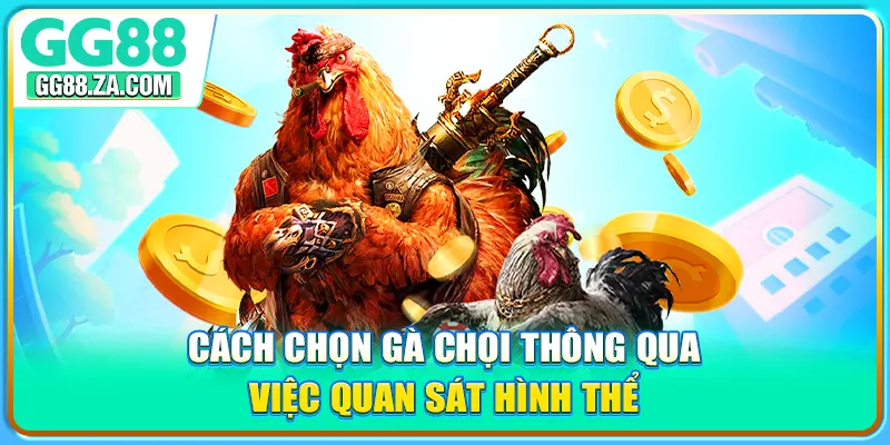 Cách chọn gà chọi thông qua việc quan sát hình thể