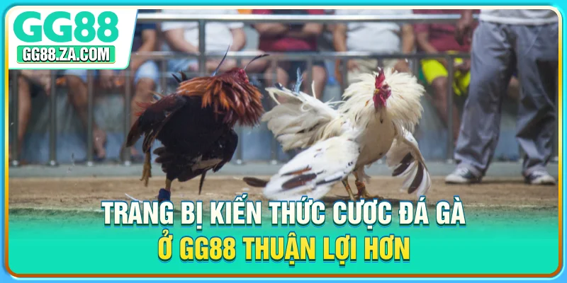 Trang bị kiến thức cược đá gà ở GG88 thuận lợi hơn